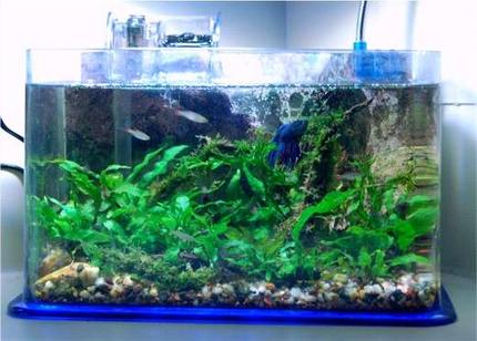 planted tank (mostly live plants and fish) - 2.5g; Flourite & gravel substrate; driftwood; rocks; betta; micro rasboras; Java fern; Java moss; Christmas tree moss