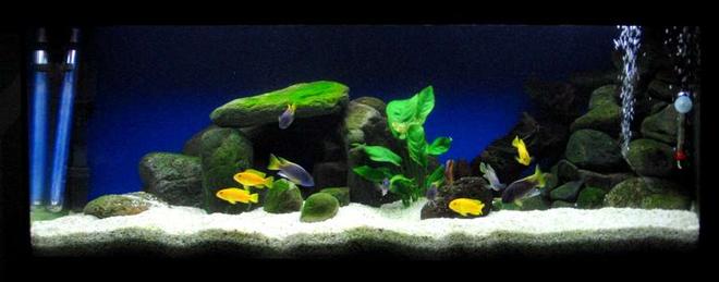 42 gallons freshwater fish tank (mostly fish and non-living decorations) - This is my tank with malawi fish...
I'm in love in it!
