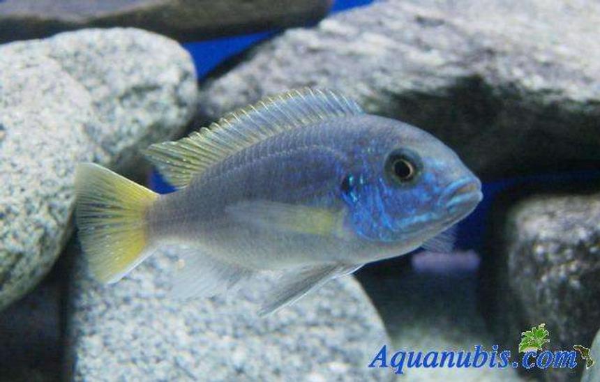 Rated #1629: Freshwater Fish - Pseudotropheus Acei - Acei Cichlid Stocking In 42 Gallons Tank - My proud...