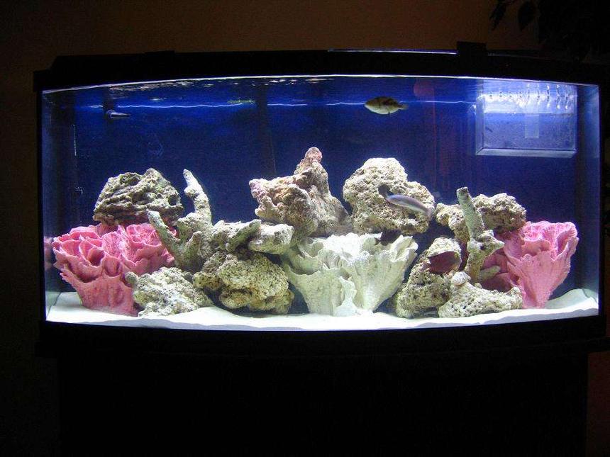 Rated #31: 75 Gallons Saltwater Fish Tank - MY TANK