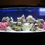 75 gallons saltwater fish tank (mostly fish, little/no live coral) - MY TANK