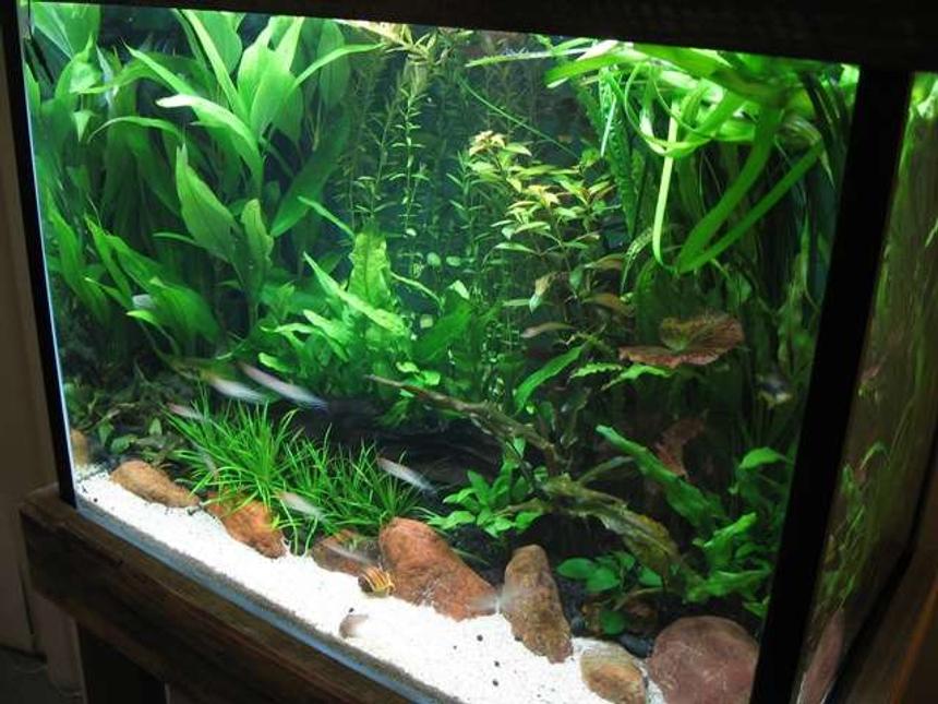 Rated #71: 20 Gallons Planted Tank - This is version 2 of my original planted tank, designed rather than evolved by accident. It's been running for 8 weeks now, the stem plant growth is out of control. I've used pool filter sand at the front, the cories seem to like it, red jasper rocks keep it seperate from the eco at the back.