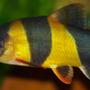 freshwater fish - botia macracantha - clown loach stocking in 22 gallons tank - Clown Loach