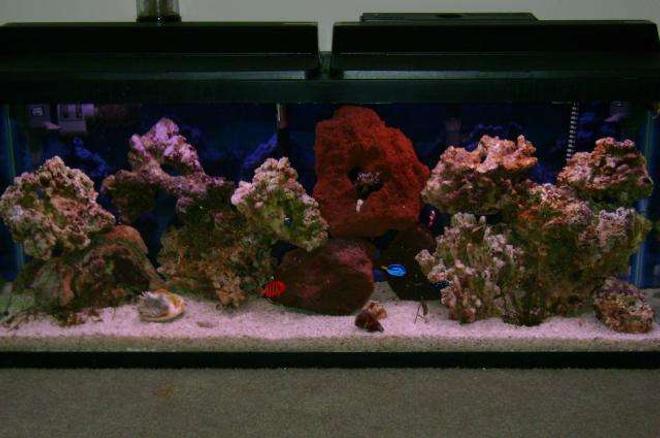 55 gallons saltwater fish tank (mostly fish, little/no live coral) - 55 gallon fish only with live rock