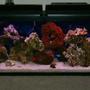 55 gallons saltwater fish tank (mostly fish, little/no live coral) - 55 gallon fish only with live rock