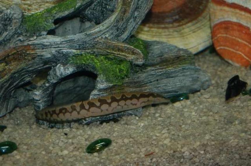 Rated #1675: Freshwater Fish - Mastacembelus Armatus - Tire Track Eel Stocking In 45 Gallons Tank - I love my eel.