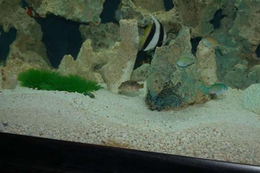 Rated #97: Saltwater Fish - Heniochus Acuminatus - Heniochus Black & White Butterflyfish Stocking In 90 Gallons Tank - 90gallon and having fun