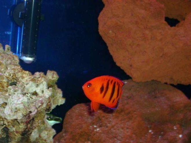 saltwater fish - centropyge loriculus - flame angelfish stocking in 55 gallons tank - big pimpin flame angel