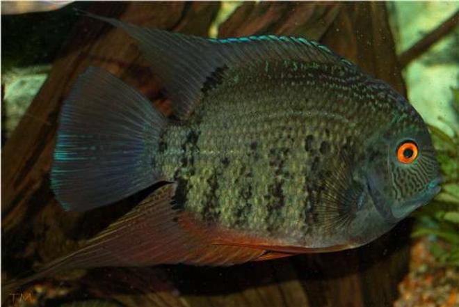 freshwater fish - heros serverus - green severum - Male severum that I've had for just over 2 years; he was the size of a quarter when purchased!