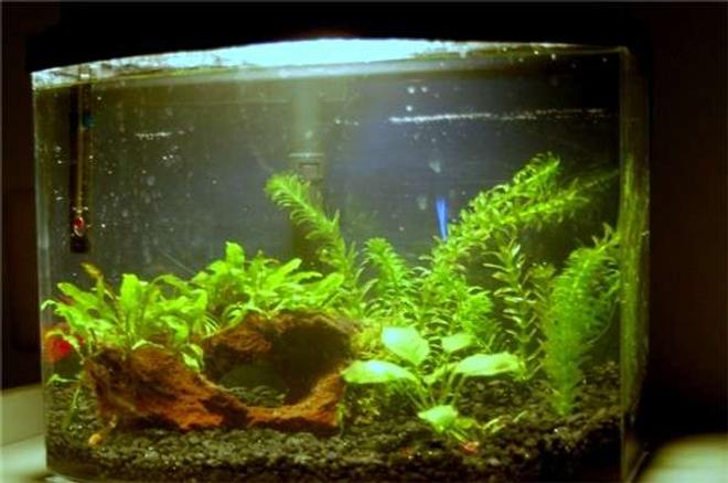 planted tank (mostly live plants and fish) - 5.5g; gravel substrate; lava rock; betta; cherry barbs; anubias; Java fern; Christmas tree moss; anacharis