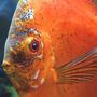 freshwater fish - symphysodon sp. - red marlboro discus stocking in 180 gallons tank - My Big Old Marlboro like to sit for pictures