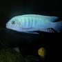 freshwater fish - metriaclima callainos - cobalt blue zebra cichlid stocking in 100 gallons tank - Metriaclima Callainos