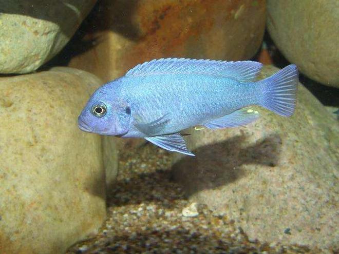 freshwater fish - maylandia callainos - blue cobalt cichlid stocking in 100 gallons tank - M.Callainos
