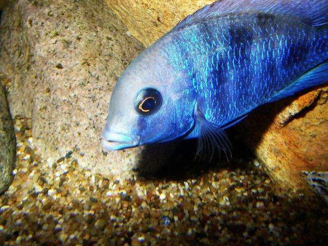 freshwater fish - cyrtocara moorii - moorei cichlid stocking in 100 gallons tank - C.Moorii in the natural light shining through the window.