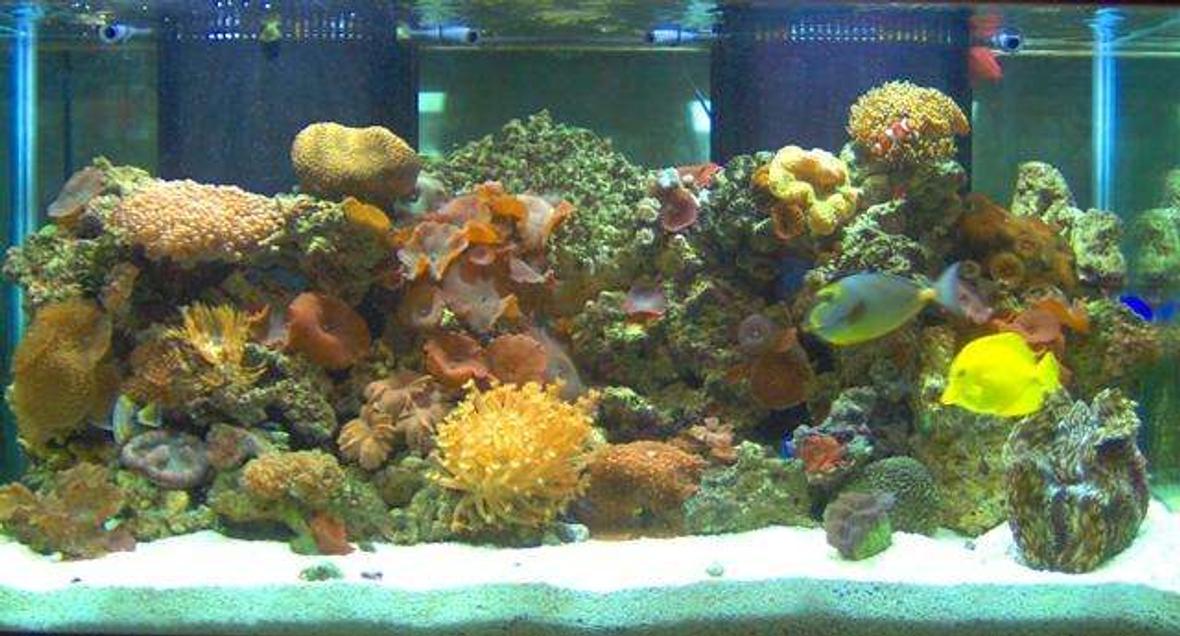 120 gallons reef tank (mostly live coral and fish) - 120 gal full reef saltwater tank. 150 lbs of live fiji rock. Tons of live coral.Huge clam! 2x 175 watt 10,000k meta halides. 2x 96 watt 10,000k compact flourescents, protien skimmer, Ultraviolet starlizer.