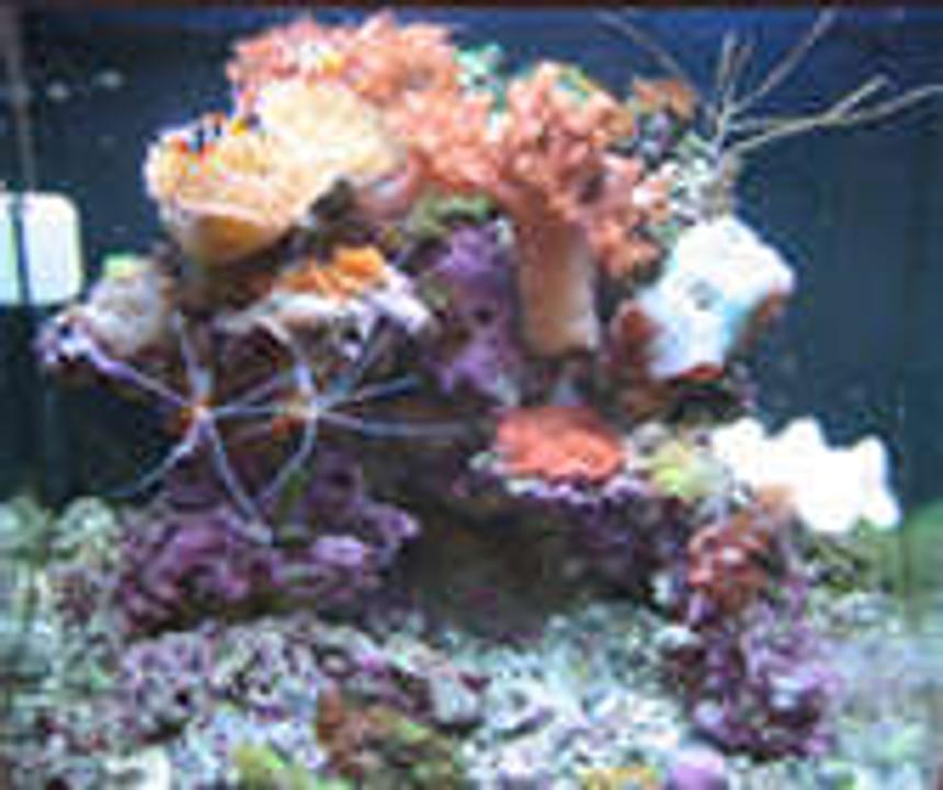 Rated #182: 24 Gallons Reef Tank - Front view of Marco's 24 gallon nanocube, Feb 2007
