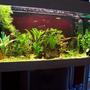 40 gallons freshwater fish tank (mostly fish and non-living decorations) - My planted community tank.