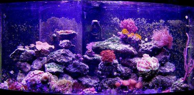 72 gallons reef tank (mostly live coral and fish) - 72 gallon moxed reef