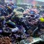240 gallons reef tank (mostly live coral and fish) - my reef tank