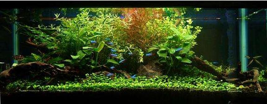 Rated #14: 55 Gallons Planted Tank - my 55 gallon.
