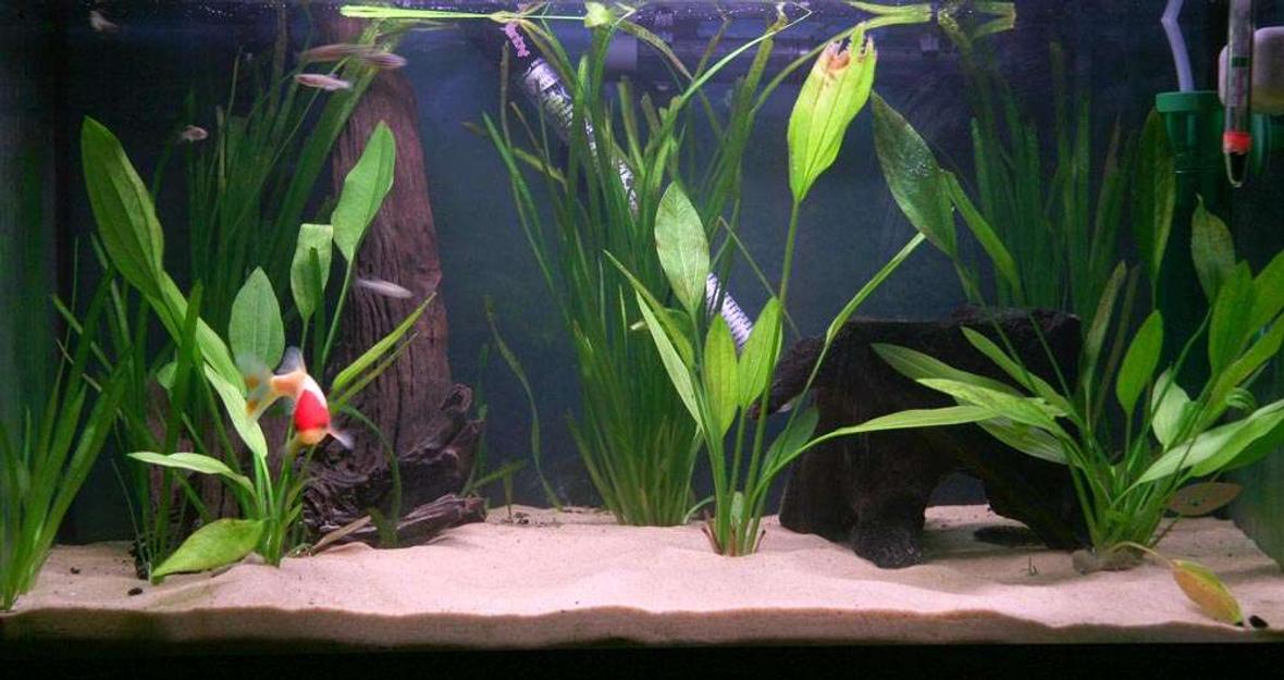 16 gallons planted tank (mostly live plants and fish) - My first serious tank. Hopefully more tanks will follow, but thats another topic.