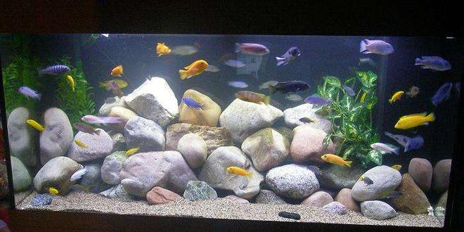 100 gallons freshwater fish tank (mostly fish and non-living decorations) - 100G Malawi Mbuna with River Rock