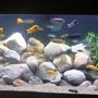 100 gallons freshwater fish tank (mostly fish and non-living decorations) - 100G Malawi Mbuna with River Rock