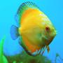 freshwater fish - yellow diamond discus stocking in 55 gallons tank - This is my Yellow Diamond Discus fish, Sunny.