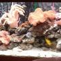 55 gallons reef tank (mostly live coral and fish) - Jewel 240 reef tank