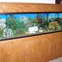 125 gallons freshwater fish tank (mostly fish and non-living decorations) - 125 gallons of relaxation