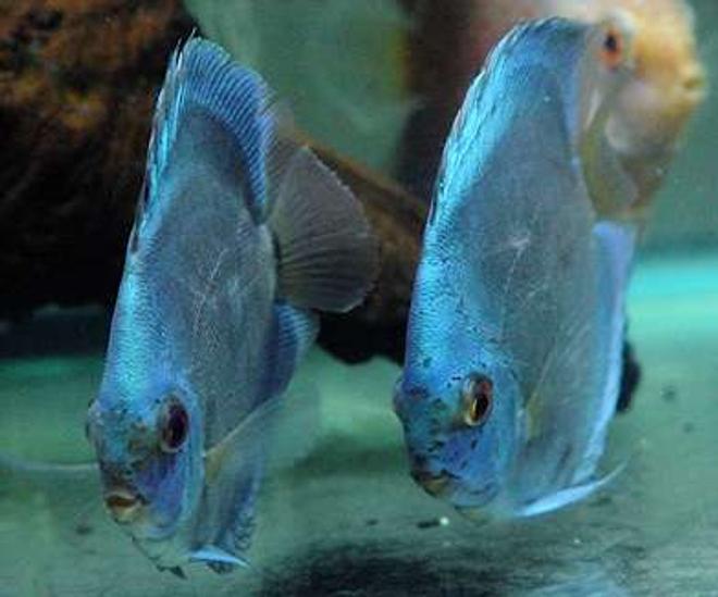 freshwater fish - symphysodon sp. - blue diamond discus stocking in 60 gallons tank - Blue Diamond Duet