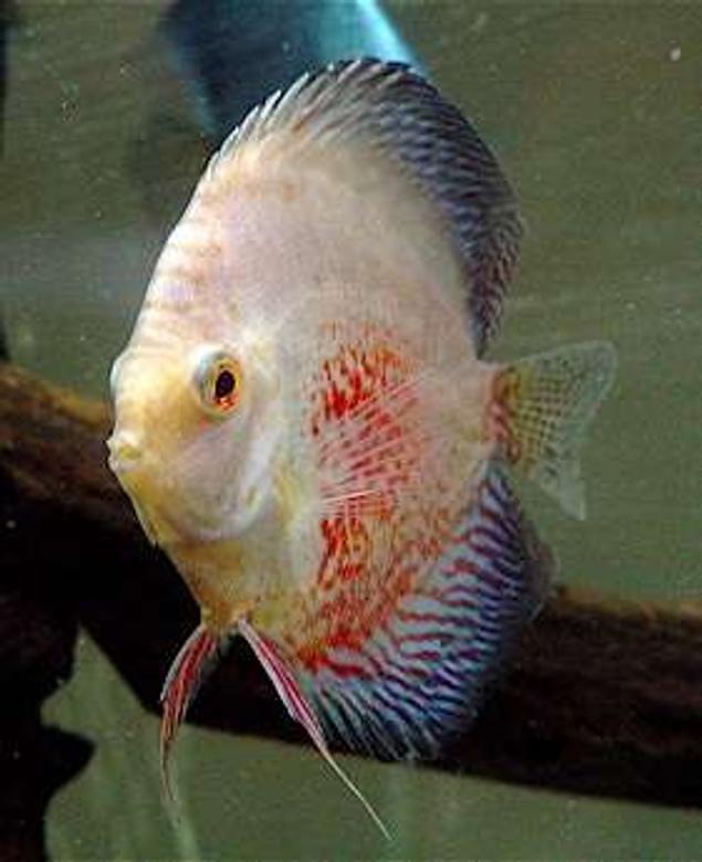 freshwater fish - symphysodon spp. - snakeskin discus stocking in 60 gallons tank - Snow Snakeskin Leopard