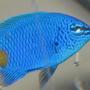 saltwater fish - chrysiptera parasema - yellowtail damselfish stocking in 10 gallons tank - my new yellow tailed damsel
