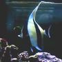saltwater fish - zanclus canescens - moorish idol stocking in 60 gallons tank - my moorish idol eats anything but corals this pic was taken on my cell phone thats why its not that good