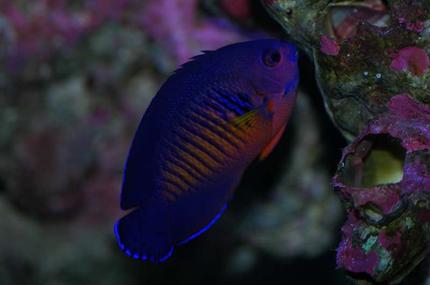 saltwater fish - centropyge bispinosa - coral beauty angelfish stocking in 120 gallons tank - Coral Beauty