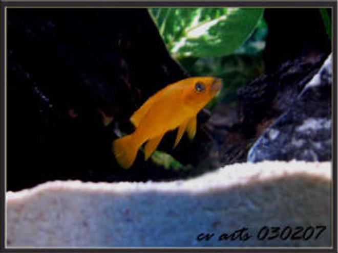 freshwater fish - neolamprologus leleupi - orange leleupi cichlid stocking in 30 gallons tank - my yellow leleupi!