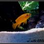 freshwater fish - neolamprologus leleupi - orange leleupi cichlid stocking in 30 gallons tank - my yellow leleupi!