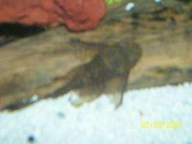 freshwater fish - peckoltia angelicus - angelicus pleco (l-05) stocking in 90 gallons tank - this is  my long lace pleco, 2 years old.
