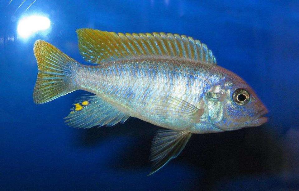 freshwater fish - metriaclima greshakei - ice blue red top zebra stocking in 135 gallons tank - male greshakei
