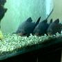 freshwater fish - colossoma brachypomus - pacu stocking in 180 gallons tank - My pacus...
