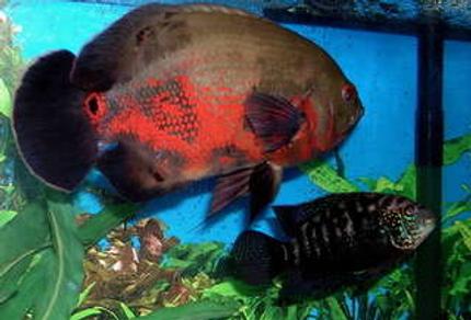 freshwater fish - astronotus ocellatus - tiger oscar stocking in 125 gallons tank - 