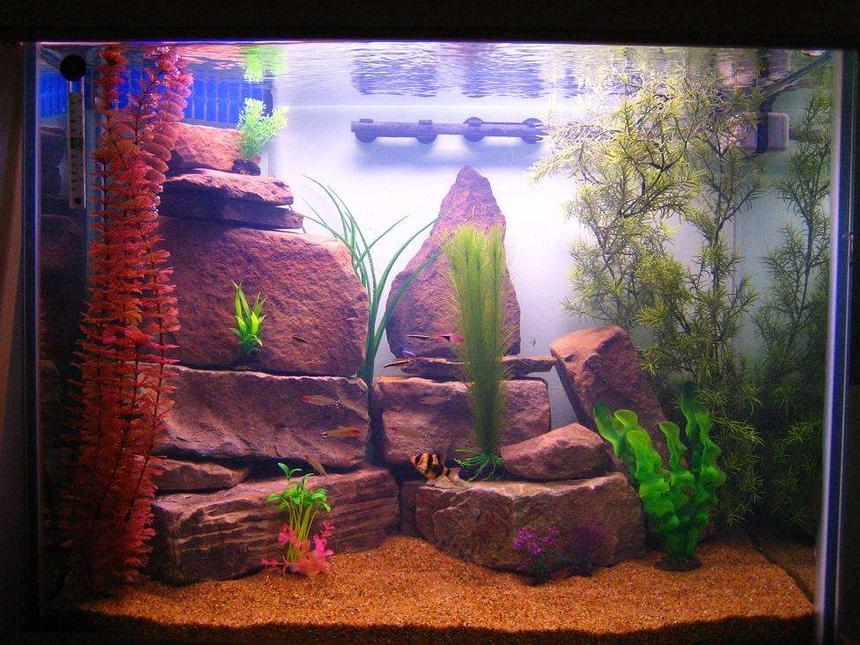 Rated #153: 40 Gallons Freshwater Fish Tank - Freshwater tank