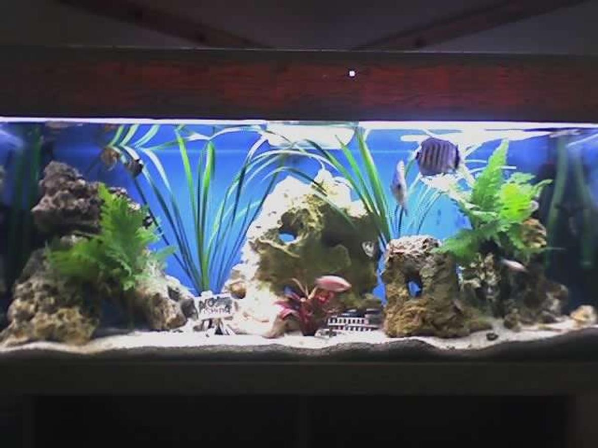 30 gallons planted tank (mostly live plants and fish) - my discus tank