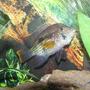 freshwater fish - aequidens rivulatus - green terror stocking in 125 gallons tank - green terror guarding her eggs