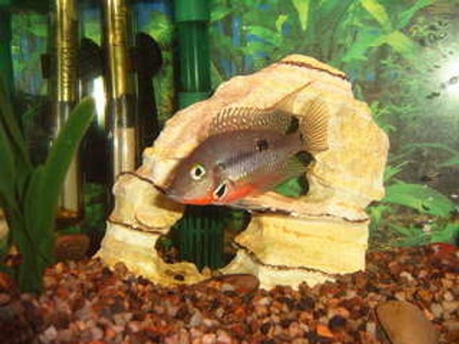 freshwater fish - thorichthys meeki - firemouth cichlid stocking in 125 gallons tank - firemouth cichlid
