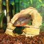 freshwater fish - thorichthys meeki - firemouth cichlid stocking in 125 gallons tank - firemouth cichlid