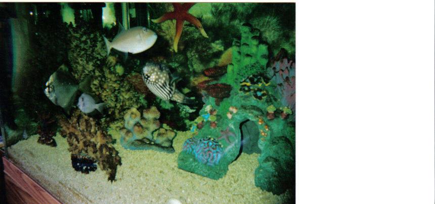 Rated #64: 120 Gallons Saltwater Fish Tank - My 240
See "Fish Kept" and the ones in brackets are currently owned. 

[#3]