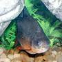 freshwater fish - colossoma brachypomus - red bellied pacu stocking in 125 gallons tank - "Gnash" The Red Bellied Pacu