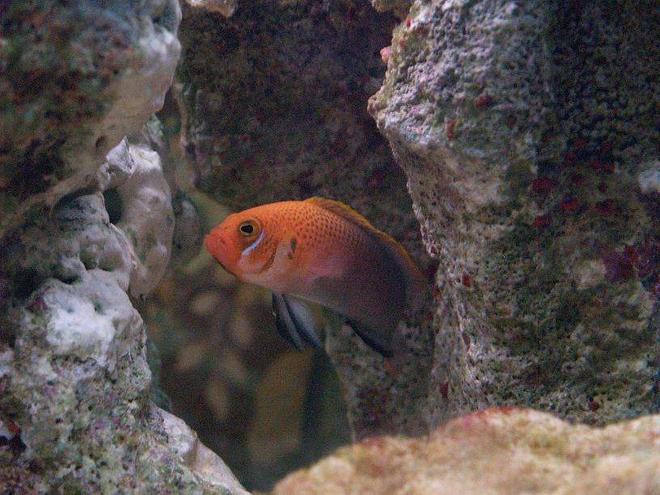 saltwater fish - cirrhilabrus solorensis - red head solon fairy wrasse stocking in 140 gallons tank - dont know the name of this fish but looks cool.