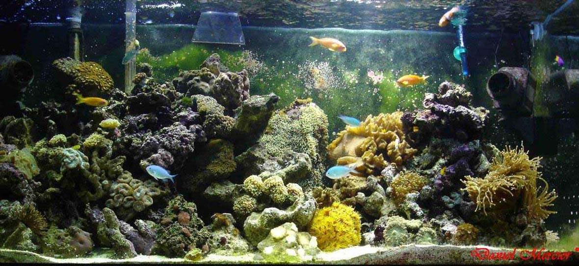 77 gallons reef tank (mostly live coral and fish) - 77 us/gal reef tank Fishs: Amphiprion ocellaris, Amphiprion percula, Chromis viridis, Gobiodon okinawae, Pseudanthias squamipinnis, Gramma loreto, Salarias fasciatus. Corals: Frogspawn, Torch coral, Zooanthus, Mushrooms, Green star polyps, Hammers, Sun coral, Xénia, Cabbage leather coral, Ricordea.